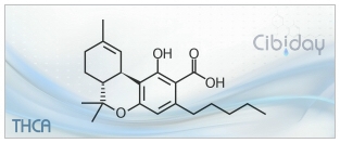 THCA Tetrahydrocannabinolic acid info